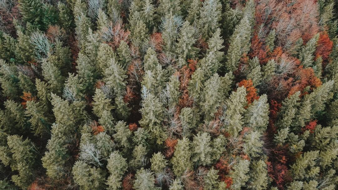 Birch Sap: Unearthing Nature's Ancient Elixir for Holistic Wellness and Sustainable Living
