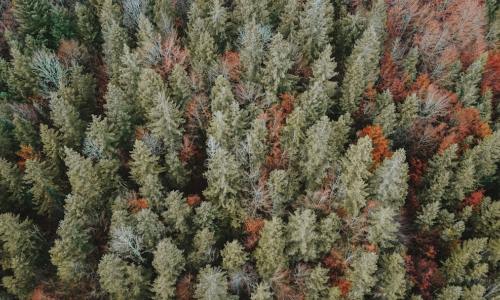 Birch Sap: Unearthing Nature's Ancient Elixir for Holistic Wellness and Sustainable Living