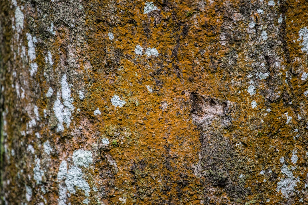 Birch Sap
