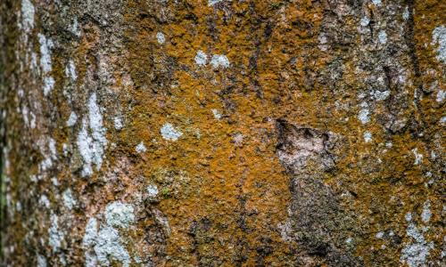 Birch Sap: Unlocking the Ancient Nordic Secret for Health, Wellness, and Sustainable Growth