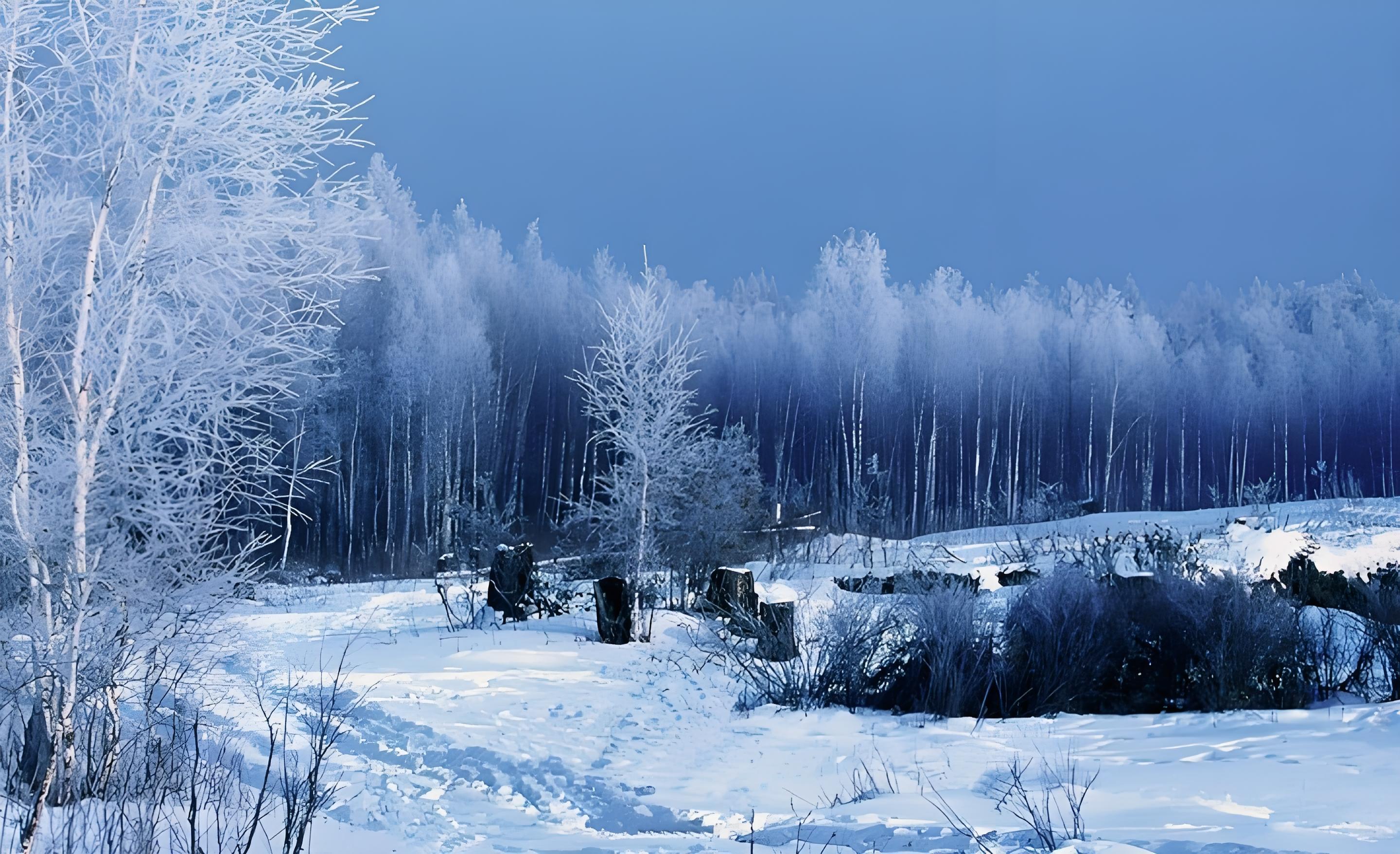 Wild Silver Birch Forests of the Khingan Region