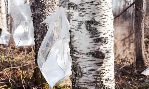 Why SourceBirch: Premium Birch Sap Raw Material Supply