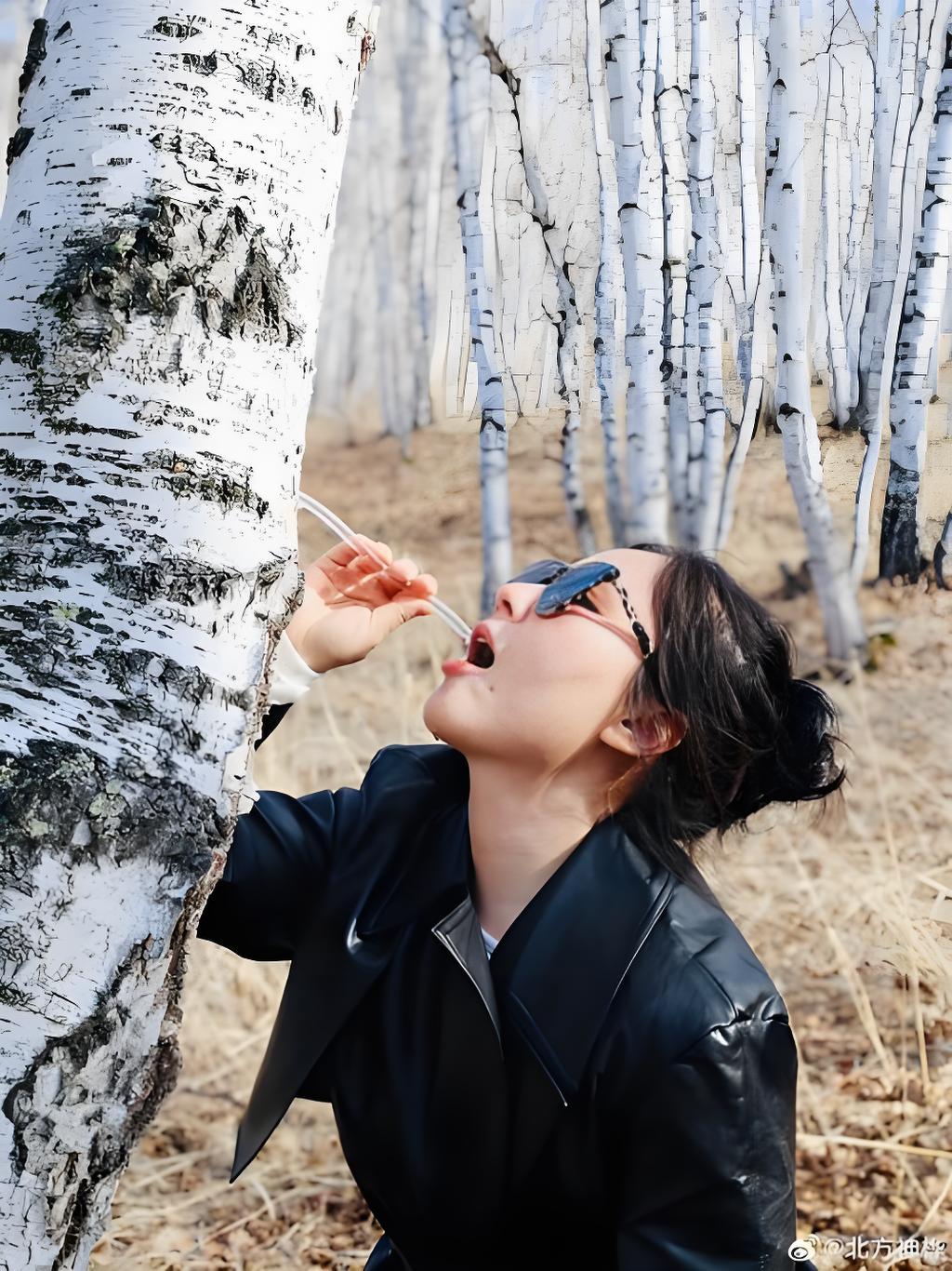 Birch Tree Juice: Unlocking Culinary Versatility Beyond the Beaker – A Chef's Guide to Spring's Elixir