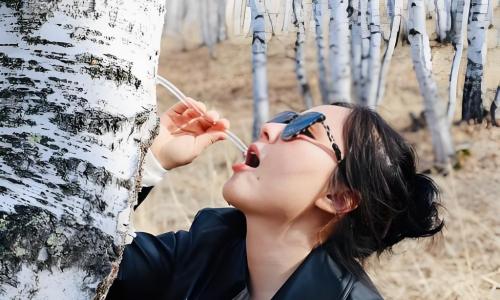 Birch Tree Juice: Unlocking Culinary Versatility Beyond the Beaker – A Chef's Guide to Spring's Elixir
