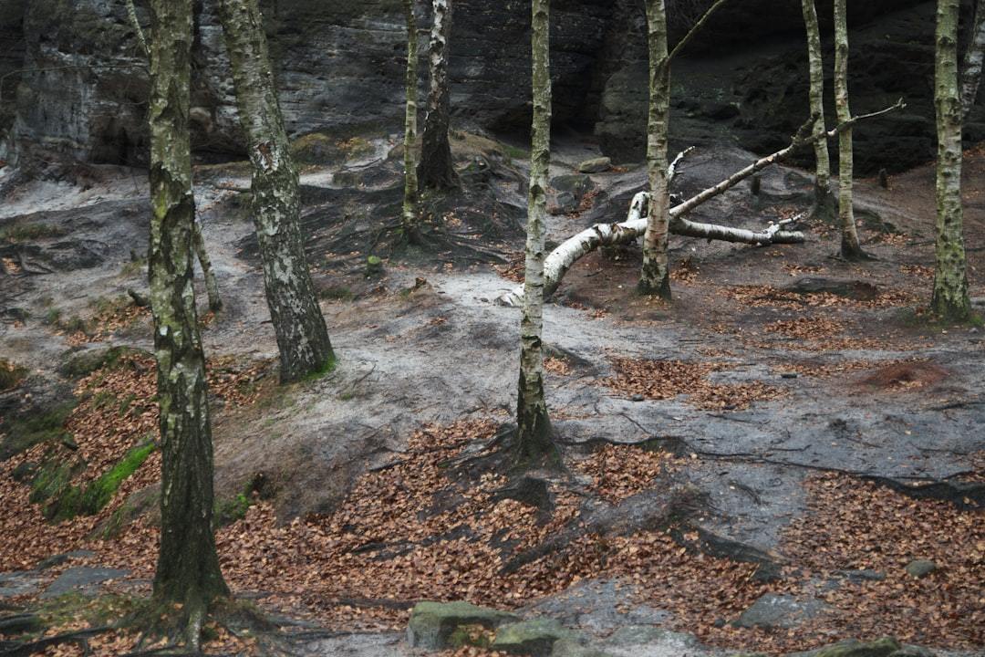 Birch Sap Raw Material: Unlocking Nature's Ancient Elixir for Modern Innovations