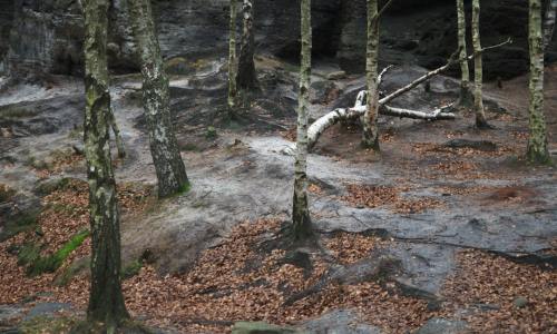 Birch Sap Raw Material: Unlocking Nature's Ancient Elixir for Modern Innovations