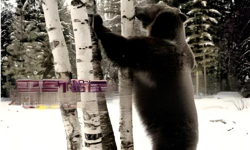 Birch Sap Rises: The First Pulse of Spring in the Xing’an Forest