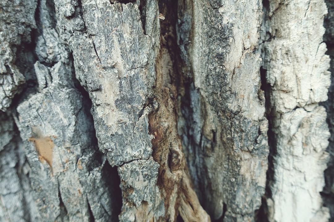 Birch Sap: Nature's Elixir – Unlocking the Potential of This Ancient Raw Material for Modern Functional Beverages