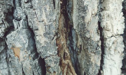 Birch Sap: Nature's Elixir – Unlocking the Potential of This Ancient Raw Material for Modern Functional Beverages