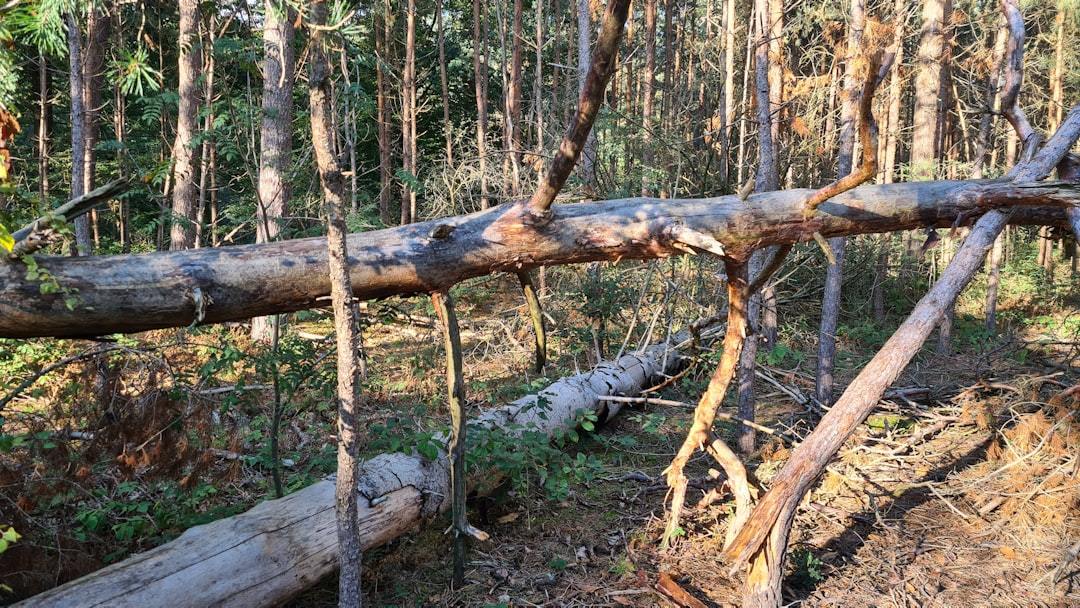 Birch Sap: Unearthing Nature's Ancient Elixir for Modern Wellness and Sustainable Innovation
