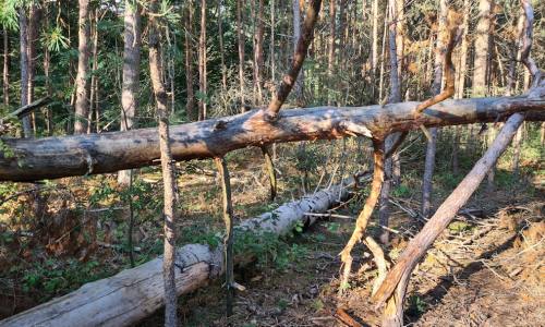 Birch Sap: Unearthing Nature's Ancient Elixir for Modern Wellness and Sustainable Innovation