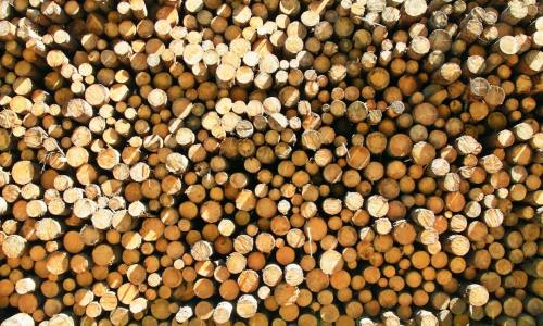 Birch Sap Raw Material: Unlocking Nature's Ancient Elixir for Modern Wellness