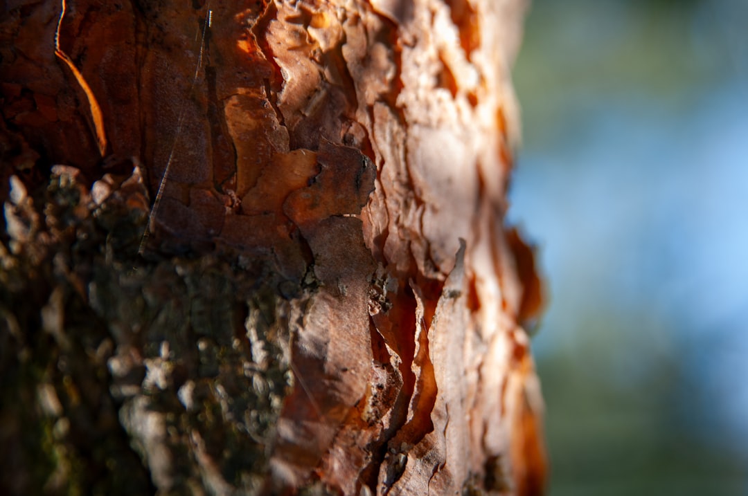 Birch Sap in Skincare