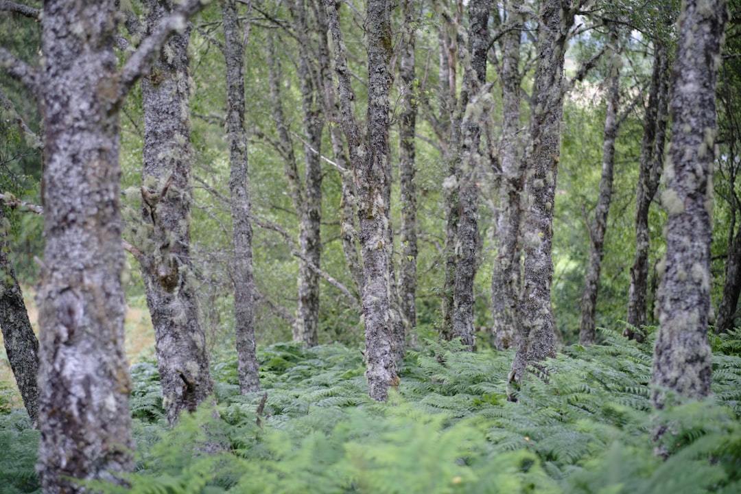 Birch Sap: Unlocking Nature's Potent Raw Material for Innovative Industries