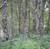 Birch Sap: Unearthing Nature's Elixir for Radiant and Resilient Skin – A Deep Dive into Skincare's Golden Ingredient