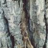 Birch Sap: Unveiling the Natural Power of a Centuries-Old Raw Material for Modern Applications