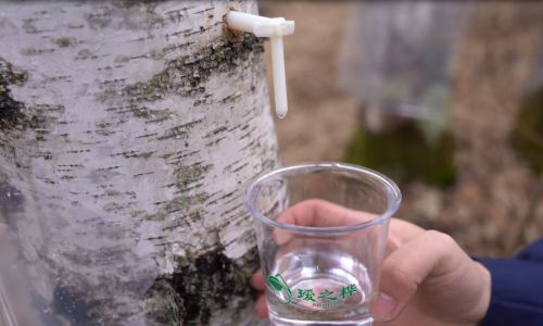 给孩子放心喝的桦树汁，只有瑷之桦