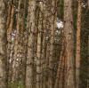 Unlocking Nature's Potential: A Comprehensive Guide for Birch Sap Raw Material Suppliers & Buyers – Powering Global Industries