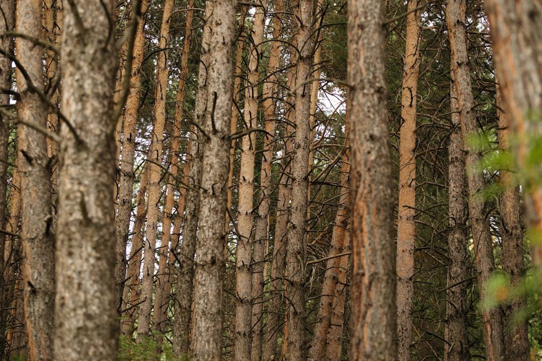 Unlocking Nature's Potential: A Comprehensive Guide for Birch Sap Raw Material Suppliers & Buyers – Powering Global Industries
