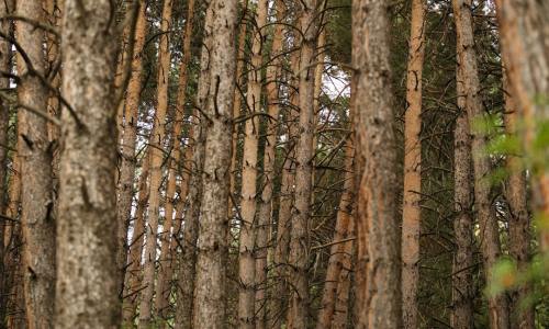 Unlocking Nature's Potential: A Comprehensive Guide for Birch Sap Raw Material Suppliers & Buyers – Powering Global Industries