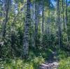 Unlocking Nature's Potential: Navigating Challenges with a Reliable Birch Sap Raw Material Supplier
