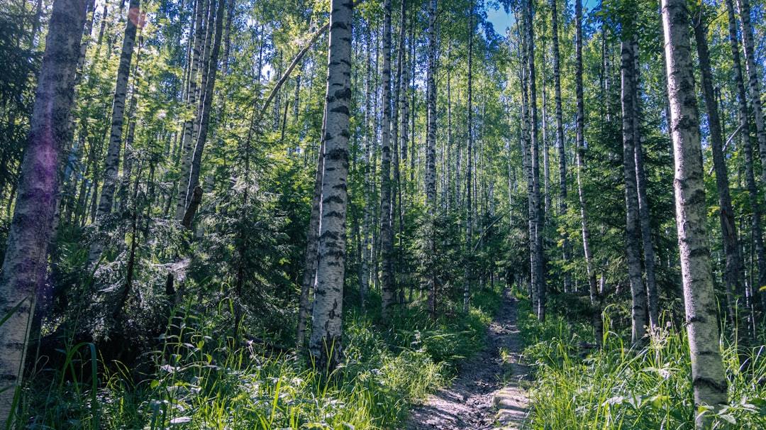 Unlocking Nature's Potential: Navigating Challenges with a Reliable Birch Sap Raw Material Supplier