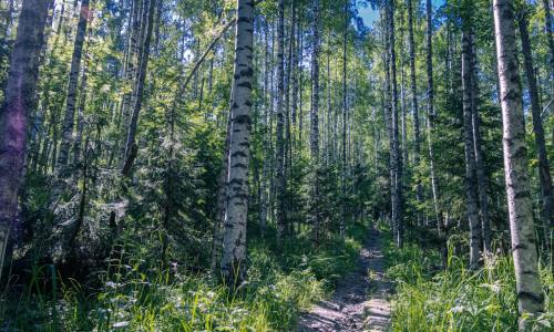 Unlocking Nature's Potential: Navigating Challenges with a Reliable Birch Sap Raw Material Supplier