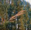 Unlocking Nature's Refreshment: A Comprehensive Guide for Birch Sap Raw Material Suppliers