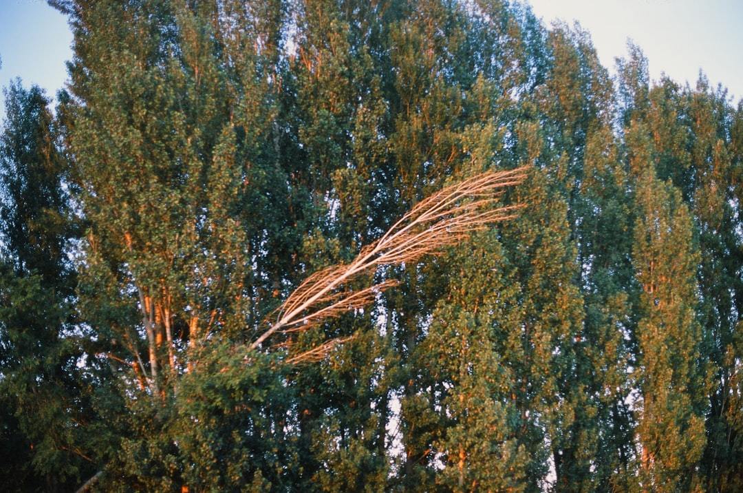 Unlocking Nature's Refreshment: A Comprehensive Guide for Birch Sap Raw Material Suppliers