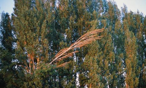 Unlocking Nature's Refreshment: A Comprehensive Guide for Birch Sap Raw Material Suppliers