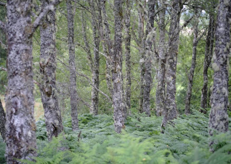 Unlocking Nature's Potential: Why Your Product Needs a Premium Birch Sap Raw Material Supplier