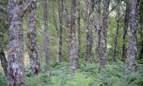 Unlocking Nature's Potential: Why Your Product Needs a Premium Birch Sap Raw Material Supplier