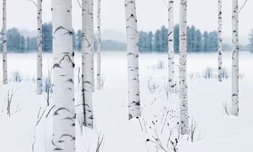 探秘森林甘露：桦树汁的科学真相、传统智慧与饮用指南