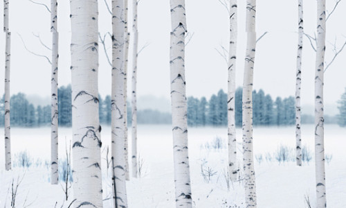 瑷之桦白桦树汁深度解析：从兴安岭雪山到舌尖，一杯源于自然的纯净馈赠如何炼成？