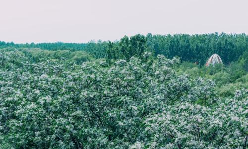 深入探索源自北纬45度黄金纬度的纯净馈赠：瑷之桦桦树汁如何在繁忙都市生活中成为您实现清润养生、提升身心活力与平衡内分泌的首选秘密武器，引领健康生活新潮流与品质格调的全面跃升？