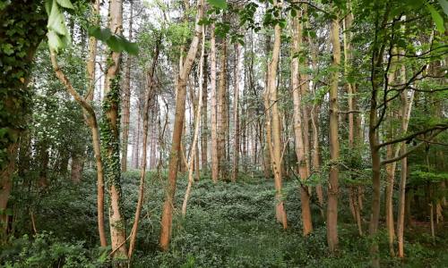桦树汁:挖掘大自然的古老灵丹妙药——历史、健康和可持续采集