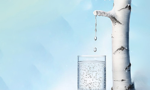 揭秘白桦树汁：是天然馈赠还是市场神话？深度解析其营销与消费认知