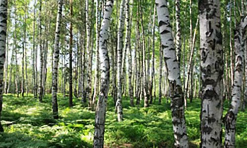 桦树汁:揭秘古老灵丹妙药的现代健康益处和营养价值