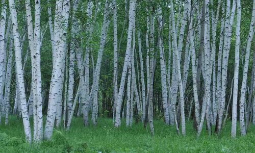 桦树汁:挖掘大自然的古老灵丹妙药,促进整体健康和可持续生活
