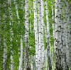 The Water of Life: Birch Sap Elixir - Your Body's Natural Guardian