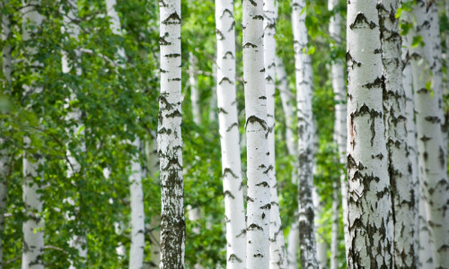 The Water of Life: Birch Sap Elixir - Your Body's Natural Guardian