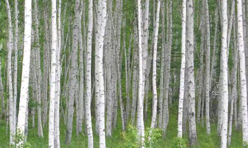 白桦树汁产业：如何在蓬勃发展中实现可持续与品质标准化