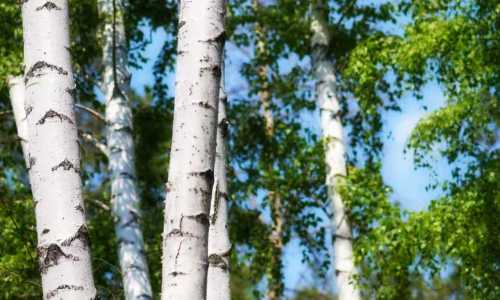 桦树汁的崛起：探寻“森林液体黄金”的奥秘与市场前沿