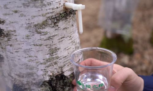 零添加的清爽养分：探秘瑷之桦与嘉桦背后，桦树汁的纯净秘密与健康力量