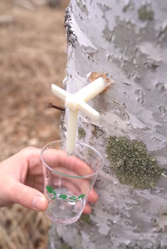 白桦树林