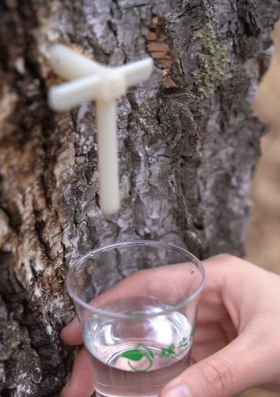 白桦林