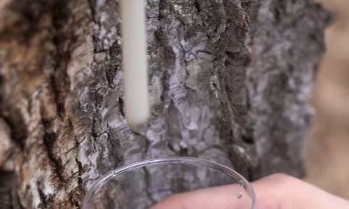 北纬馈赠：揭秘桦树汁的自然疗愈与家庭健康奇迹