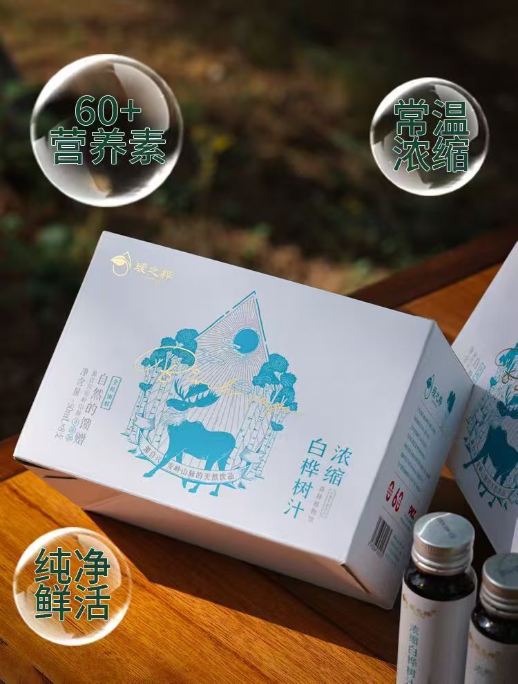 桦树汁采集过程