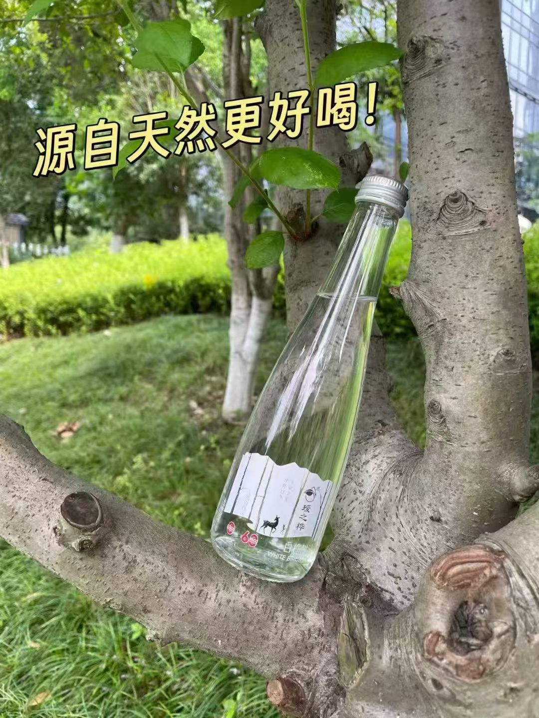 白桦林