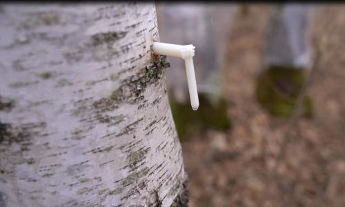 瑷之桦白桦树汁深度评测：源自北纬50°的森林馈赠，我们值得信赖的液体黄金？